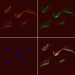 TRAP1 Antibody in Immunocytochemistry (ICC/IF)