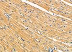 TRAP1 Antibody in Immunohistochemistry (Paraffin) (IHC (P))