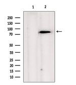 TRAP1 Antibody in Western Blot (WB)