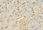 PDCD10 Antibody in Immunohistochemistry (Paraffin) (IHC (P))