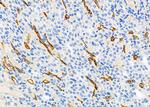 VMAT2 Antibody in Immunohistochemistry (Paraffin) (IHC (P))