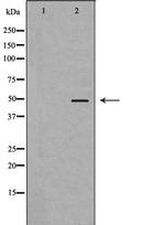 D4 Dopamine Receptor Antibody in Western Blot (WB)