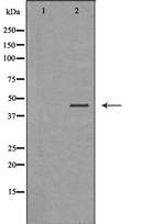 LAMP3 Antibody in Western Blot (WB)