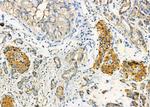 GLRA1 Antibody in Immunohistochemistry (Paraffin) (IHC (P))