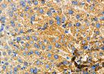 GLRA1 Antibody in Immunohistochemistry (Paraffin) (IHC (P))