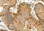 Kallikrein 2 Antibody in Immunohistochemistry (Paraffin) (IHC (P))