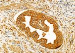 Kallikrein 2 Antibody in Immunohistochemistry (Paraffin) (IHC (P))