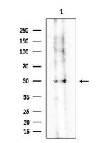 Kallikrein 2 Antibody in Western Blot (WB)