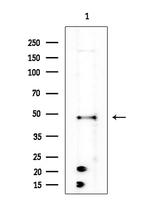 Kallikrein 2 Antibody in Western Blot (WB)