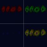 SLC16A4 Antibody in Immunocytochemistry (ICC/IF)