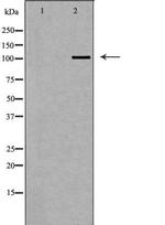 PIWIL2 Antibody in Western Blot (WB)