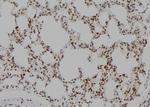 Gemin 2 Antibody in Immunohistochemistry (Paraffin) (IHC (P))