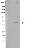 TCF7 Antibody in Western Blot (WB)