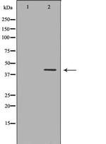 MURF1 Antibody in Western Blot (WB)