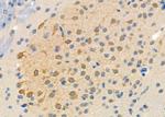 MYSM1 Antibody in Immunohistochemistry (Paraffin) (IHC (P))