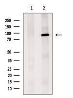 MYSM1 Antibody in Western Blot (WB)