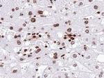 Neurogenin 1 Antibody in Immunohistochemistry (Paraffin) (IHC (P))