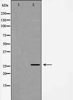 Neurogenin 1 Antibody in Western Blot (WB)