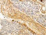 SLC22A8 Antibody in Immunohistochemistry (Paraffin) (IHC (P))