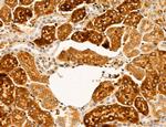 SLC22A8 Antibody in Immunohistochemistry (Paraffin) (IHC (P))