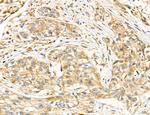 SLC22A8 Antibody in Immunohistochemistry (Paraffin) (IHC (P))