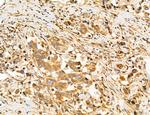 SLC22A8 Antibody in Immunohistochemistry (Paraffin) (IHC (P))