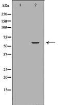 SLC22A8 Antibody in Western Blot (WB)