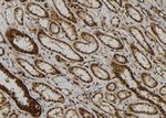 PP2A beta Antibody in Immunohistochemistry (Paraffin) (IHC (P))