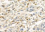 PP2A beta Antibody in Immunohistochemistry (Paraffin) (IHC (P))