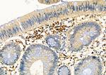 PP2A beta Antibody in Immunohistochemistry (Paraffin) (IHC (P))