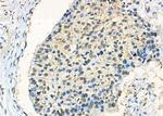 NONO Antibody in Immunohistochemistry (Paraffin) (IHC (P))