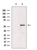 NONO Antibody in Western Blot (WB)