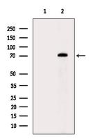 PEO1 Antibody in Western Blot (WB)