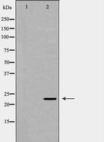 Geminin Antibody in Western Blot (WB)