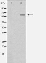 POLD1 Antibody in Western Blot (WB)