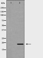 p23 Antibody in Western Blot (WB)