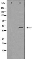 SERPINE2 Antibody in Western Blot (WB)