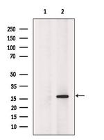 HDGF Antibody in Western Blot (WB)