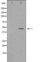 HFE2 Antibody in Western Blot (WB)