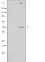 NEK2 Antibody in Western Blot (WB)