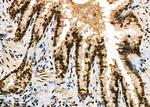 HEC1 Antibody in Immunohistochemistry (Paraffin) (IHC (P))