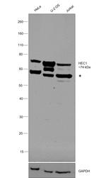 HEC1 Antibody in Western Blot (WB)