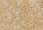 PCCB Antibody in Immunohistochemistry (Paraffin) (IHC (P))