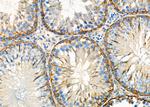 PACT Antibody in Immunohistochemistry (Paraffin) (IHC (P))