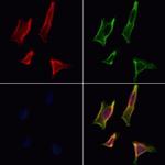 PACT Antibody in Immunocytochemistry (ICC/IF)