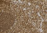 PACT Antibody in Immunohistochemistry (Paraffin) (IHC (P))