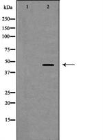 DP1 Antibody in Western Blot (WB)