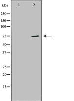 HDC Antibody in Western Blot (WB)