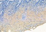 MTH1 Antibody in Immunohistochemistry (Paraffin) (IHC (P))