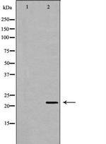 MTH1 Antibody in Western Blot (WB)